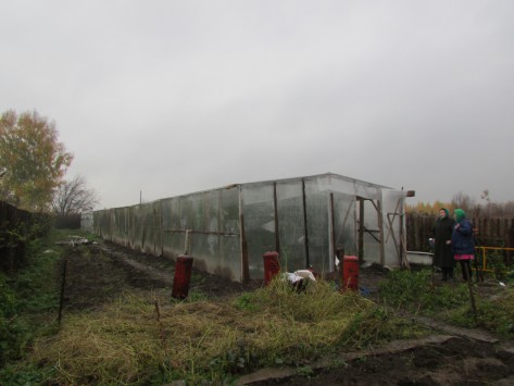 плантация конопли в Кировской области 3