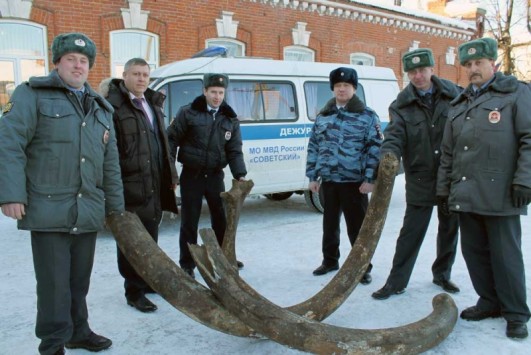 В Кировской области мужчина прятал в гараже бивни мамонта