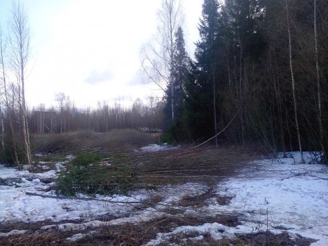 В Кирове вырубают лес