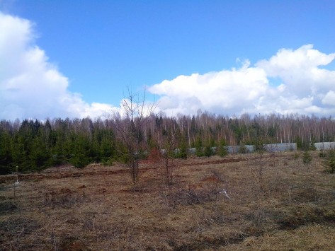 В Кирове вырубают лес