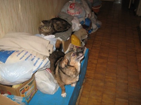 В Кирове пенсионерка разводила заразных кошек