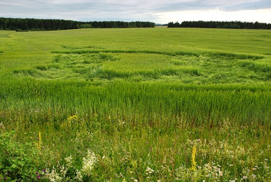 В Кировской области обнаружили круги на полях