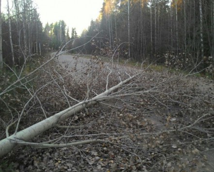 В Котельничском районе бобры перекрывают дорогу деревьями