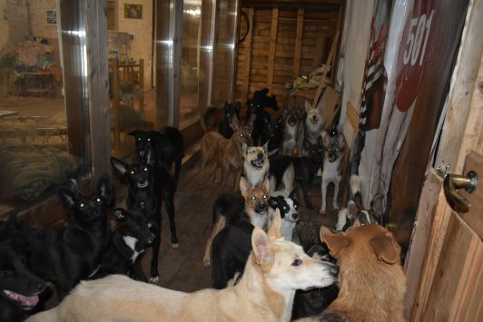 В Кирове девушка держит дома более 50 собак