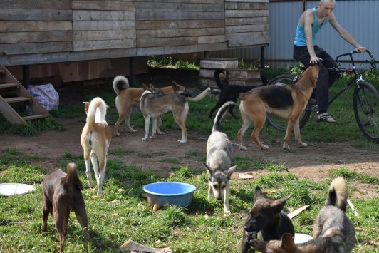 В Кирове девушка держит 50 собак и шесть кошек