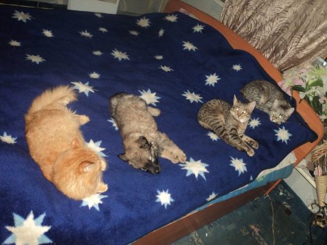 В Кирове девушка держит 50 собак и шесть кошек