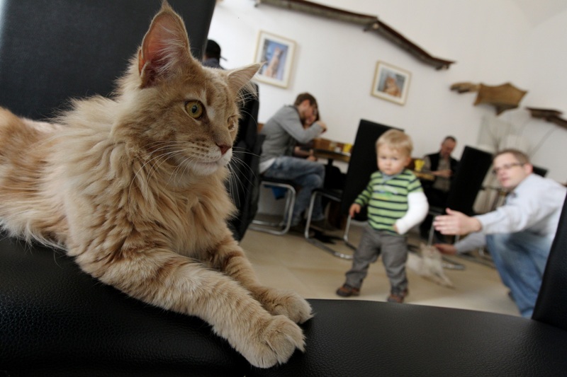 В Кирове готовятся к открытию кафе с котами