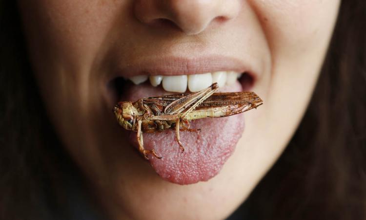 Британские ученые научат людей любить блюда из насекомых