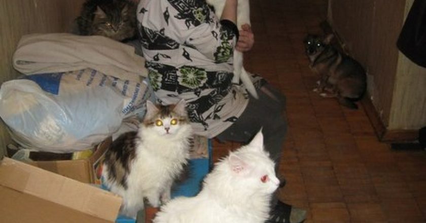 В Кирове пенсионерка разводила заразных кошек