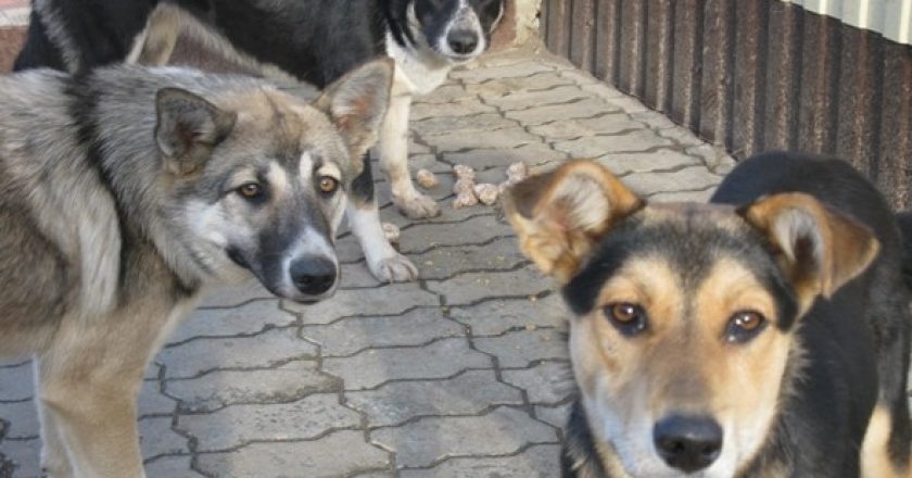 собаки в Омутнинске Кировской области