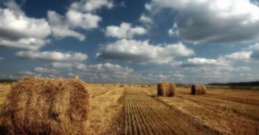 Кировские аграрии готовятся принять участие в ежегодном окружном Дне поля