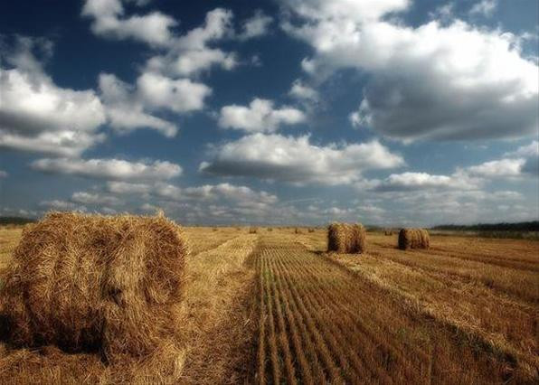 Кировские аграрии готовятся принять участие в ежегодном окружном Дне поля