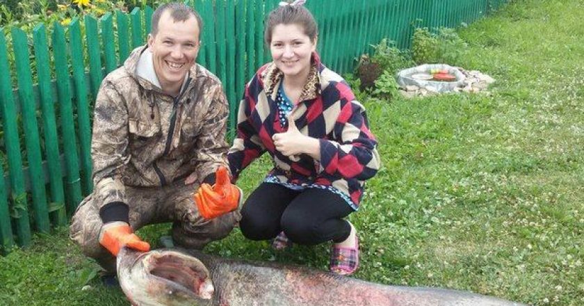 Рыбак из Кировской области поймал в Вятке двухметрового сома