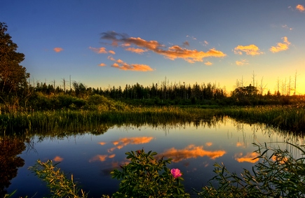 В Кировской области таежно-болотный комплекс станет памятником природы