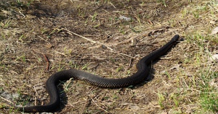 В Кировской области отмечается аномальная активность ядовитых змей