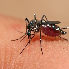 Комары станут спасателями людей из-под завалов