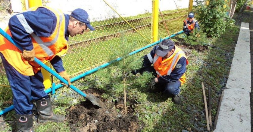 В Кировской области железнодорожники высадят более тысячи новых деревьев