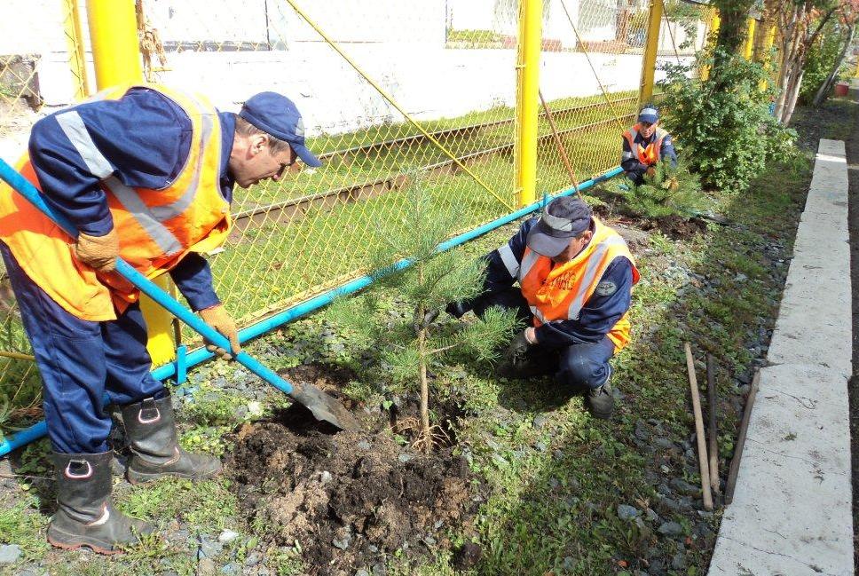 В Кировской области железнодорожники высадят более тысячи новых деревьев