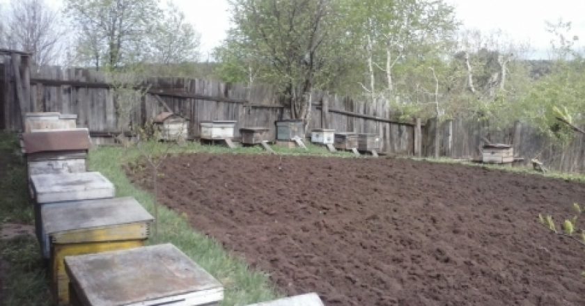 Жители Слободского Кировской области и их домашние животные страдали от пчел