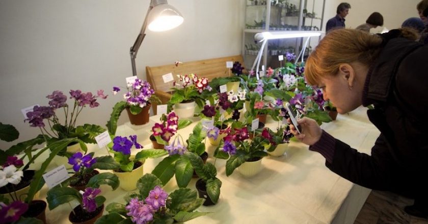 В Кирове пройдет благотворительная ярмарка цветов