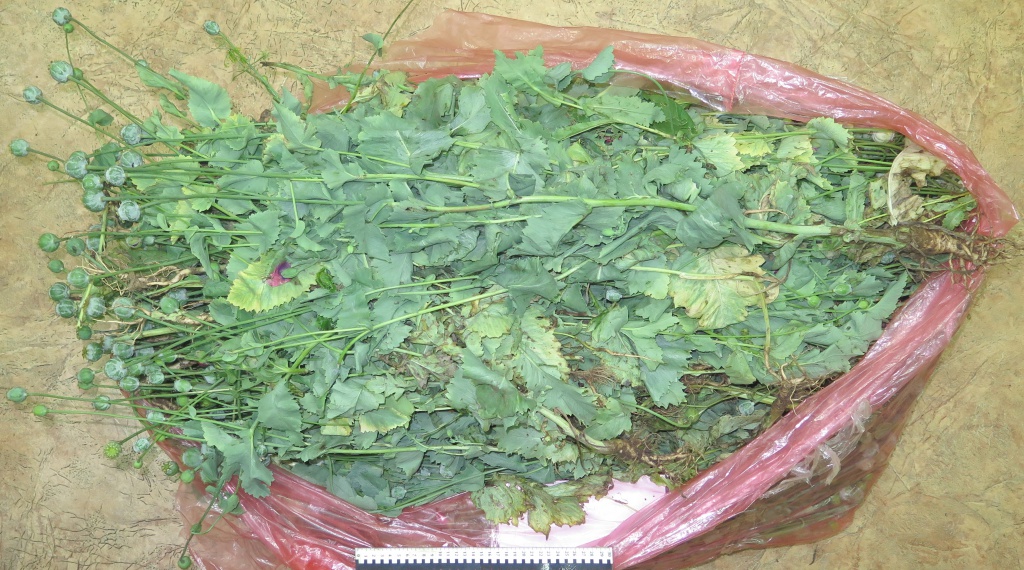 Вьетнамец выращивал в Кирове мак на садовом участке