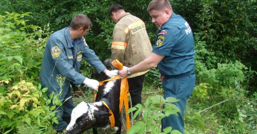 В Кировской области сотрудники МЧС спасли упавшего в колодец телёнка