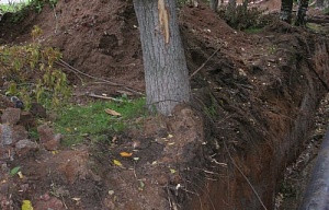 В Кирове коммунальщики повредили деревья при строительстве теплотрассы