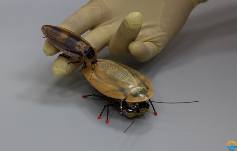 Российским учёным удалось создать робота-таракана