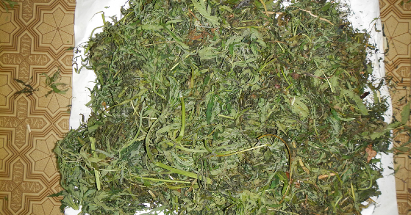 В Котельниче Кировской облас ти в заброшенном сарае нашли более килограмма марихуаны