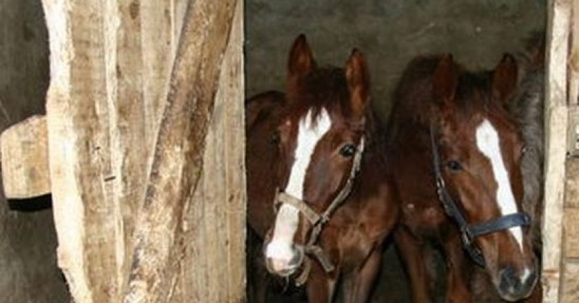 В Кировской области задержаны похитители двух лошадей