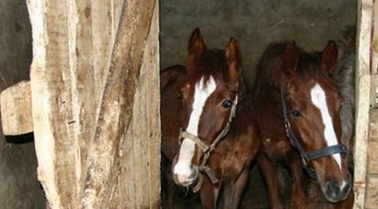 В Кировской области задержаны похитители двух лошадей