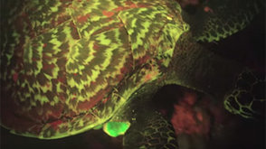 Ученые: Найдена первая в мире светящаяся в темноте черепаха