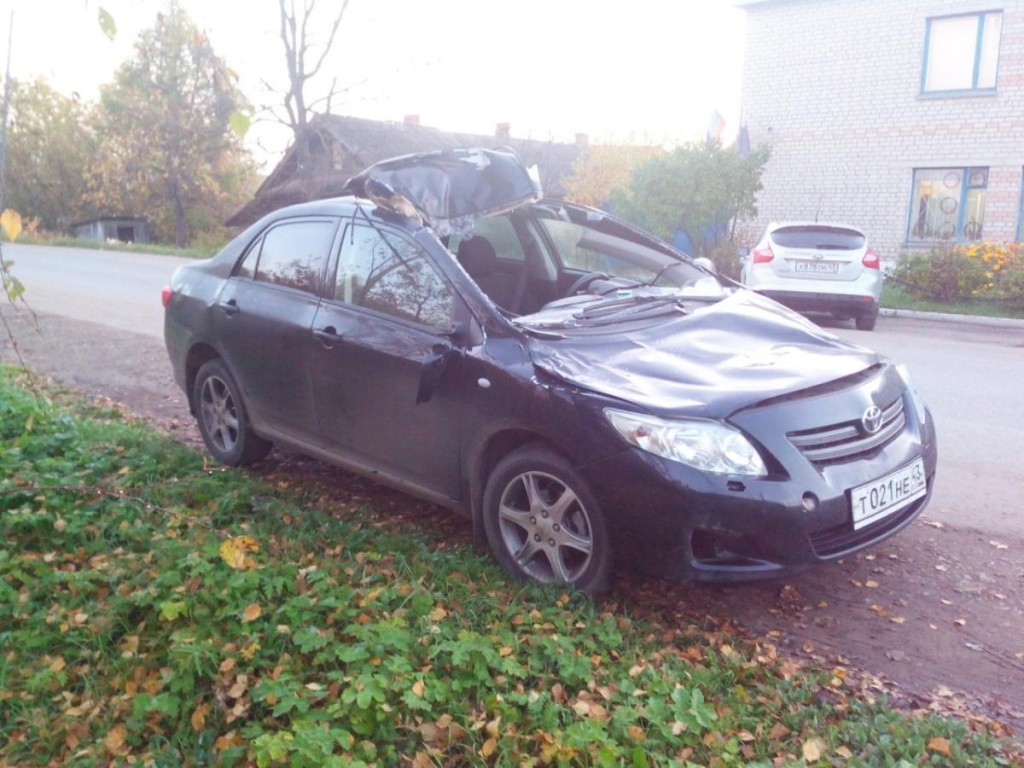 В Кировской области лось выскочил на дорогу и налетел на иномарку