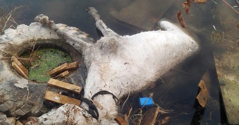 В Кирове найден мертвый пони с удавкой на шее