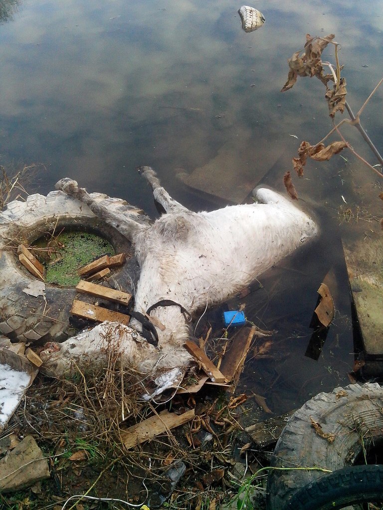 В Кирове найден мертвый пони с удавкой на шее