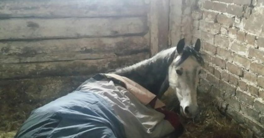 Кировчан просят помочь спасенным лошадям
