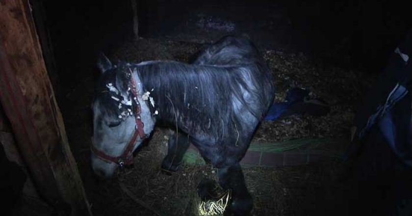 Кировские полицейские забрали лошадей из конюшни, где погиб пони