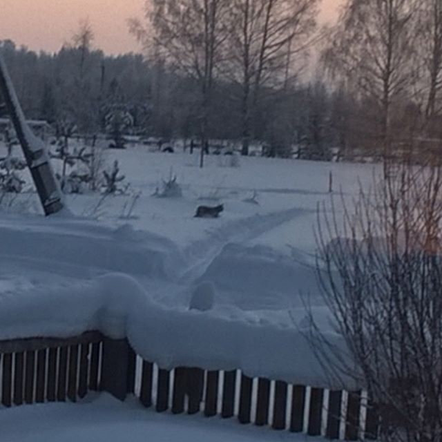 По селу в Кировской области гуляла рысь