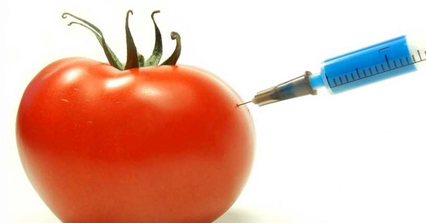 Учёные из России опровергли выводы исследований о вреде ГМО