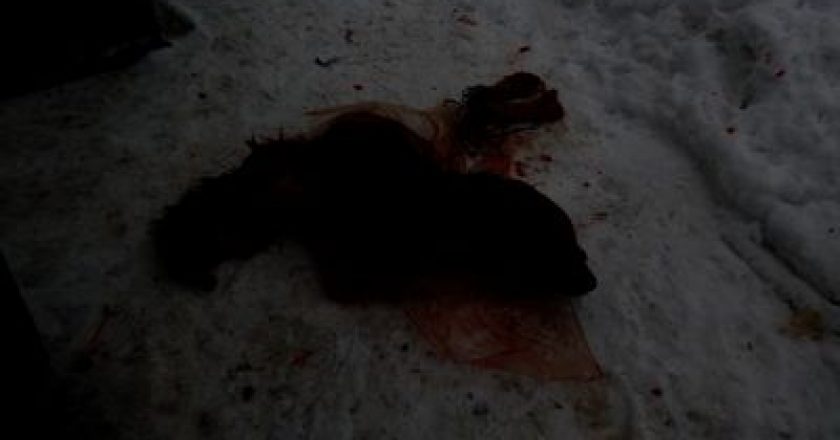 На жителя Омутнинска возбудили уголовное дело за убийство собаки