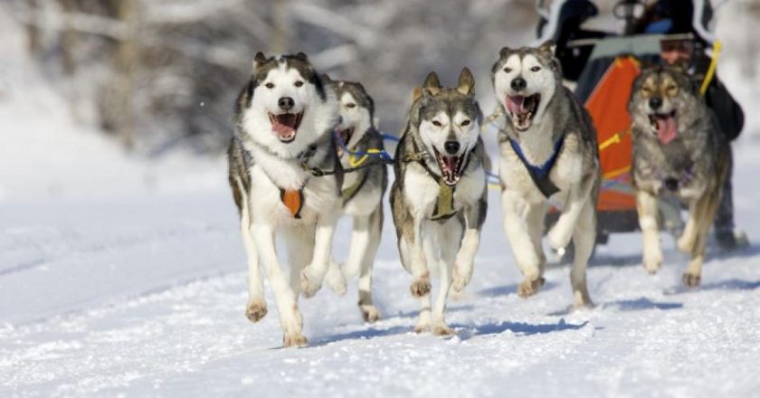 В выходные в Кировской области пройдут двухдневные гонки на собаках
