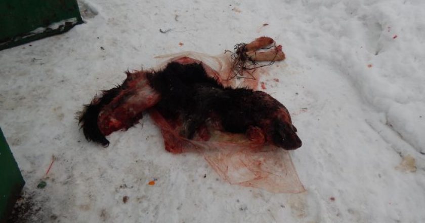 В Омутнинске нашли пакет с расчлененной собакой
