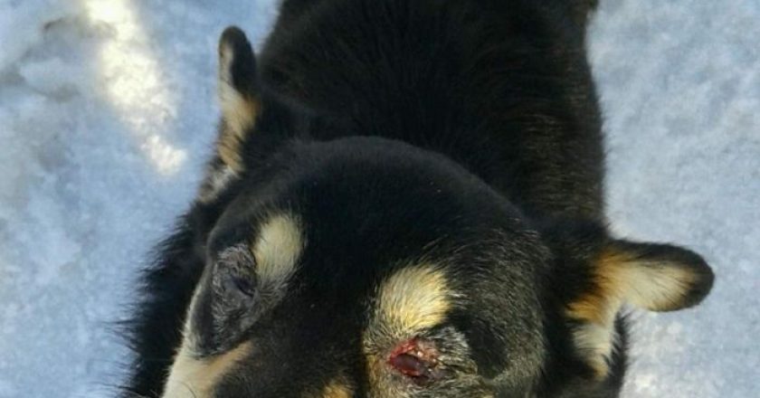 В Омутнинском районе домашней собаке выкололи глаза
