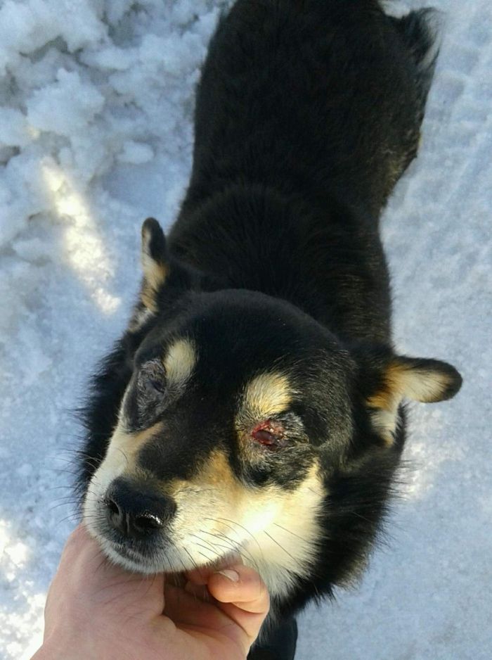 В Омутнинском районе домашней собаке выкололи глаза