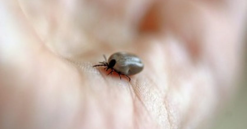 Более 1800 человек пострадали от укусов клещей в Кировской области