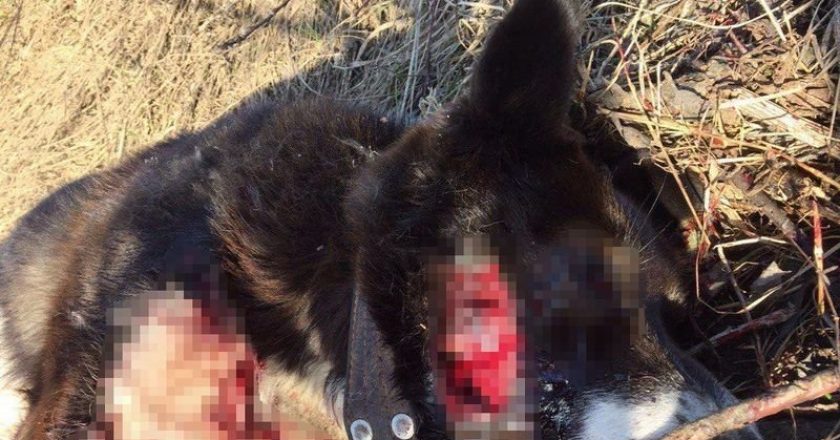 5 тысяч граждан требуют наказать убийцу собаки в Субботихе