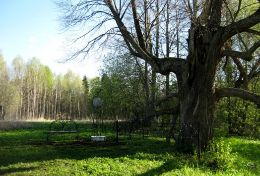 Кировская липа стала памятником живой природы России Ежегодно его посещают около шести тысяч туристов