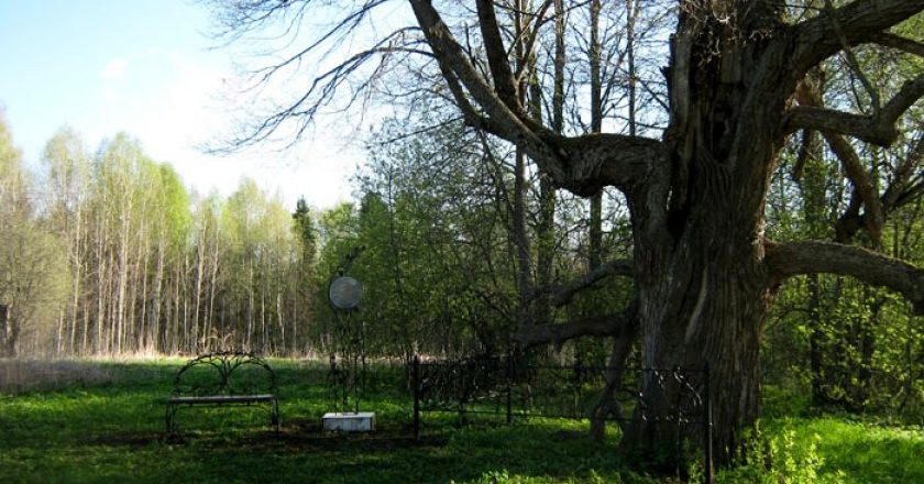 Кировская липа стала памятником живой природы России Ежегодно его посещают около шести тысяч туристов