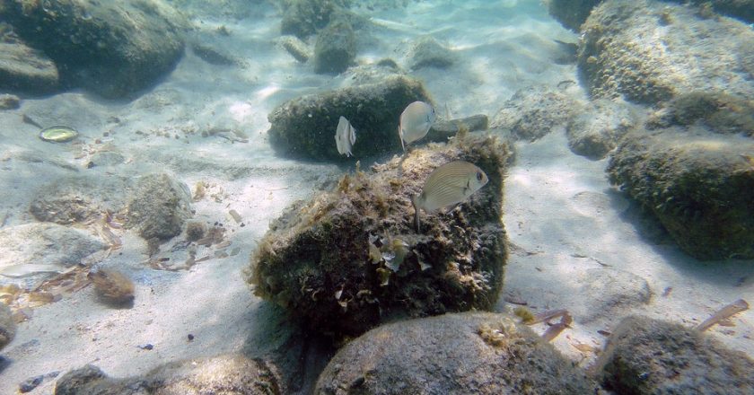 Ученые нашли живые организмы на глубине 1960 метров в Черном море