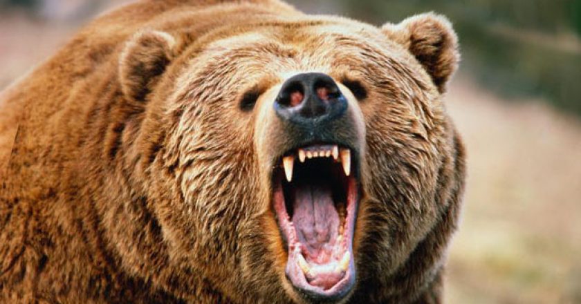Медведь отправил в больницу сборщика брусники в Кировской области